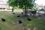 (jonge) dwerggeitjes en quesantschaapjes te koop, Dieren en Toebehoren, Meerdere dieren, Geit