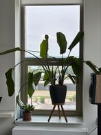 Paradijsvogel plant 110cm inc. pot, Ophalen, 100 tot 150 cm, Overige soorten, In pot