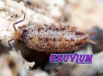 Porcellionides cingendus pissebedden isopods ZELDZAAM, Dieren en Toebehoren, Overige soorten