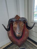 Opgezette Rams kop, Verzamelen, Dierenverzamelingen, Ophalen, Zo goed als nieuw, Overige soorten, Opgezet dier