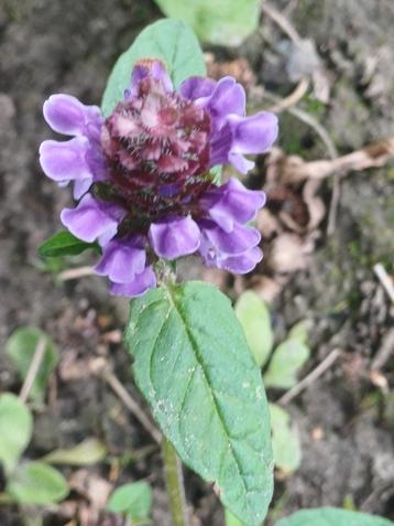 Brunel-Bijenkorfje beschikbaar voor biedingen