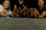 Hongaarse viszla pups, Overige rassen, Meerdere, Meerdere dieren, Nederland