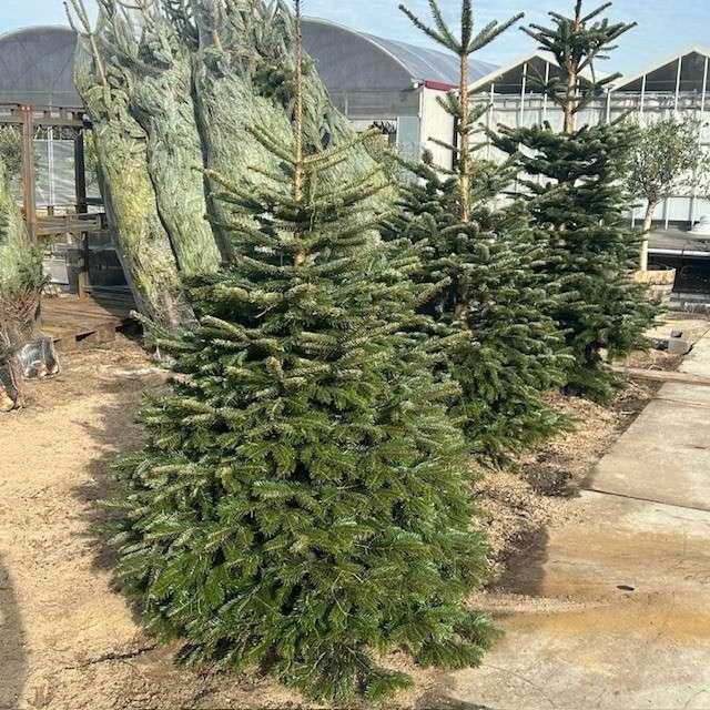 Nordmann kerstboom met kluit, kerstbomen in pot, Tuin en Terras, Planten | Bomen, In pot, Ophalen of Verzenden