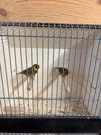Cubavinken te koop!, Dieren en Toebehoren, Vogels | Overige Vogels, Meerdere dieren