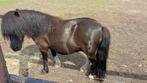 Stamboek Shetlander Ruin, Dieren en Toebehoren, Pony's, Gechipt, Ruin, A pony (tot 1.17m), 3 tot 6 jaar