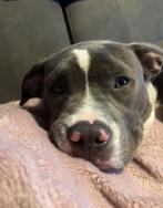 Bully Seven zoekt een gouden mandje, Dieren en Toebehoren, Overige rassen, 1 tot 2 jaar, Teef, Eén hond