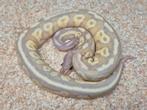 Python regius blackhead banana mojave fire trick vrouw, Dieren en Toebehoren, Slang, 0 tot 2 jaar
