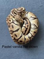 Pastel Vanilla het Clown vrouw koningspython ballpython, Slang