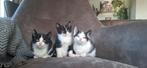 Hele leuke en lieve kittens, Dieren en Toebehoren, Katten en Kittens | Overige Katten, Meerdere dieren, Kortharig, 0 tot 2 jaar