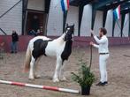 Prachtige 5 jarige Tinkermerrie Unique van het Patersnest!, Dieren en Toebehoren, Paarden, Merrie, Recreatiepaard, Gechipt, 3 tot 6 jaar