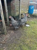2 Koekoek kippen + Haan, Dieren en Toebehoren, Pluimvee, Vrouwelijk, Kip