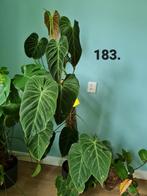 Hele grote philodendron splendid plant, kamerplant, Huis en Inrichting, Kamerplanten, Ophalen, Overige soorten