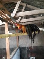 PHOENIX dwerghoen (langstaarten), Meerdere dieren, Kip