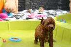 Mini / medium Australian labradoodle multigen  pups, Dieren en Toebehoren, Honden | Retrievers, Spaniëls en Waterhonden, Nederland