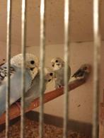 Grasparkieten 2025, Dieren en Toebehoren, Meerdere dieren, Parkiet, Geringd