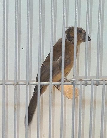 Braziliaanse blauwe bisschop beschikbaar voor biedingen