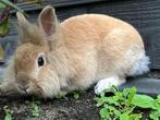 Konijn, Dieren en Toebehoren, Konijnen, Vrouwelijk, Middelgroot, 0 tot 2 jaar