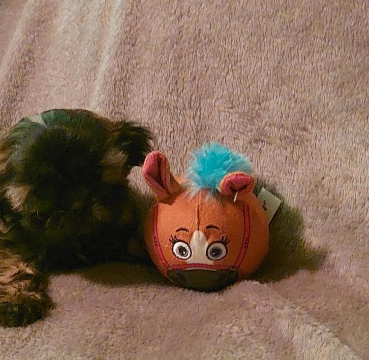 huiselijk opgevoed pup aangeboden, Dieren en Toebehoren, Honden | Chihuahua's en Gezelschapshonden, Reu, Overige rassen, Particulier