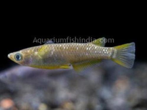 Reiwa Anvora Black Medaka Eitjes (OOK ANDERE SOORTEN), Dieren en Toebehoren, Vissen | Aquariumvissen, Zoetwatervis, Vis