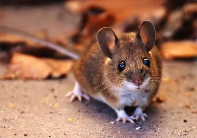 Muizenvanger gezocht!, Dieren en Toebehoren, Katten en Kittens | Overige Katten, Meerdere dieren