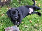 Prachtige lieve labrador kruising pups, Meerdere, 8 tot 15 weken, Meerdere dieren, Middel