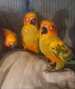 Tamme zonparkieten, Dieren en Toebehoren, Vogels | Parkieten en Papegaaien, Meerdere dieren, Parkiet, Geringd