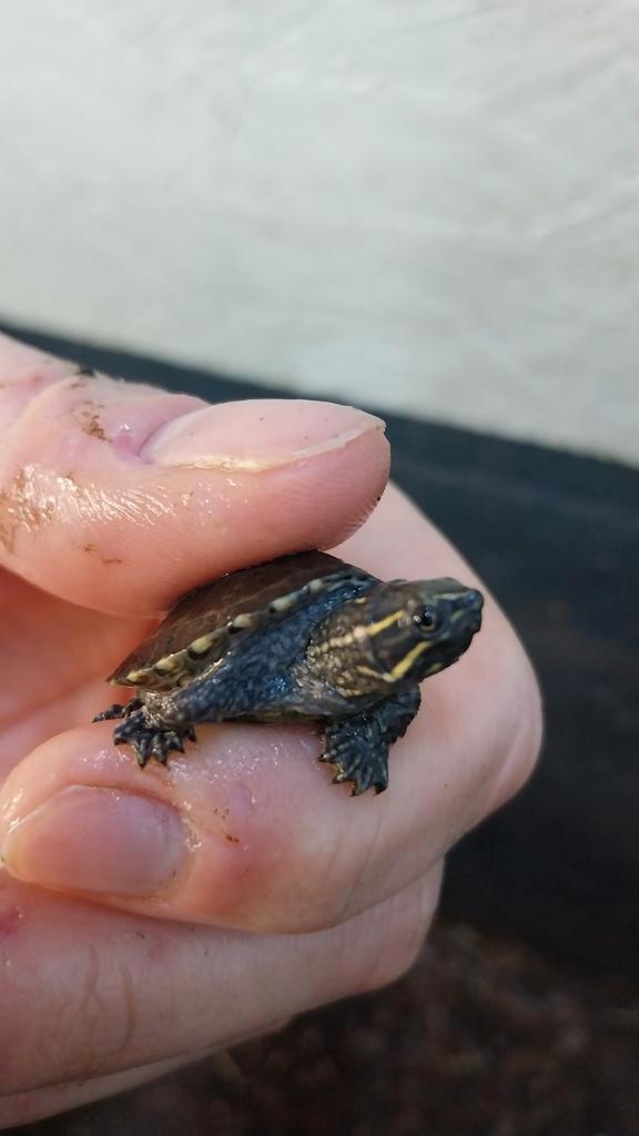 Te koop Baby kleinblijvende waterschildpad muskusschildpad