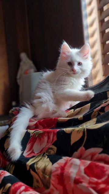 Gooische Maine Coon kittens beschikbaar voor biedingen