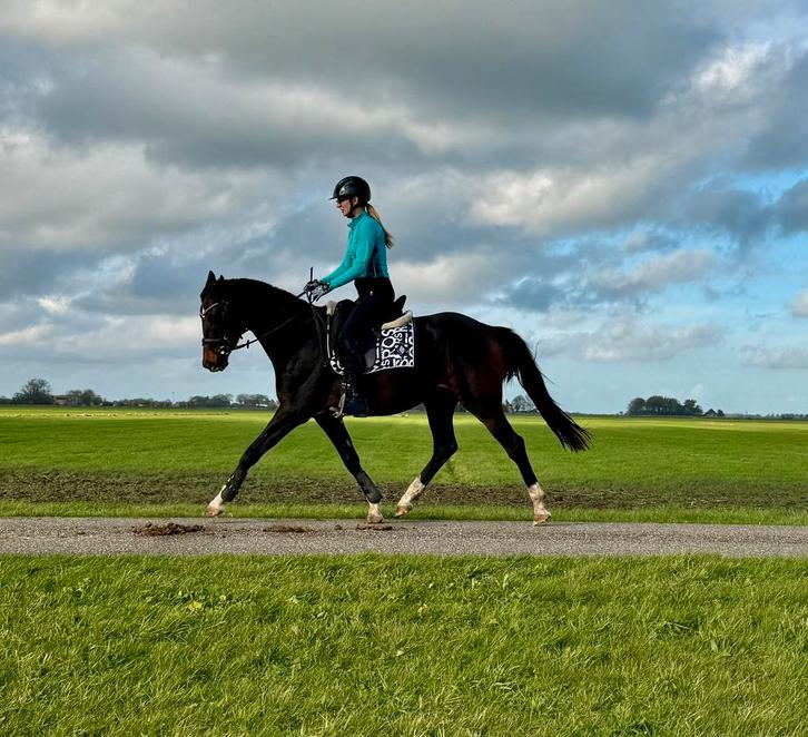 Gave E pony merrie 1.54 braaf gereden, Dieren en Toebehoren, Pony's, Merrie, A pony (tot 1.17m), Dressuurpony, 3 tot 6 jaar