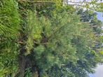 Denneboom, Halfschaduw, Lente, Overige soorten, 250 tot 400 cm