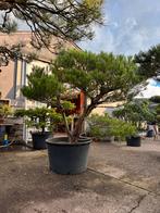 Vormsnoeibomen: Pinus, Taxus, Juniperus & meer, Bloeit niet, Overige soorten, 100 tot 250 cm, Ophalen