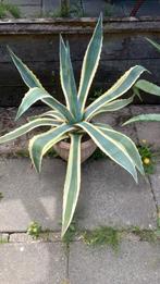 Cactussen, prachtige exemplaren., Tuin en Terras, Planten | Tuinplanten, Ophalen, Zomer, Overige soorten, Volle zon