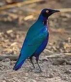 PURPERGLANSSPREEUWEN, Dieren en Toebehoren, Vogels | Overige Vogels, Meerdere dieren, Tropenvogel, Geringd
