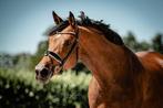 Te koop recreatie paard, Dieren en Toebehoren, Paarden, Merrie, Gechipt, L, 11 jaar of ouder