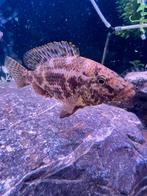 Diverse soorten Malawi cichliden per stuk, Dieren en Toebehoren, Vis