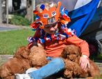 Schattige Labradoodle Australian pups, kleur rood & abrikoos, Dieren en Toebehoren, Overige rassen, 8 tot 15 weken, Meerdere, Meerdere dieren