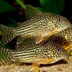 corydoras sterbai pantsermeerval €5,95, Dieren en Toebehoren, Vis, Zoetwatervis
