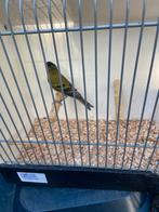 Te koop bastaard zwartkopsijs timbrado, Mannelijk, Bastaard