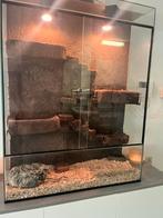 Terrarium incl 3 korenslangen, Dieren en Toebehoren, Reptielen en Amfibieën | Toebehoren, Ophalen, Zo goed als nieuw, Terrarium of Paludarium