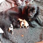Markiesje pups, Dieren en Toebehoren, Honden | Chihuahua's en Gezelschapshonden, Overige rassen, 8 tot 15 weken, Meerdere, Meerdere dieren