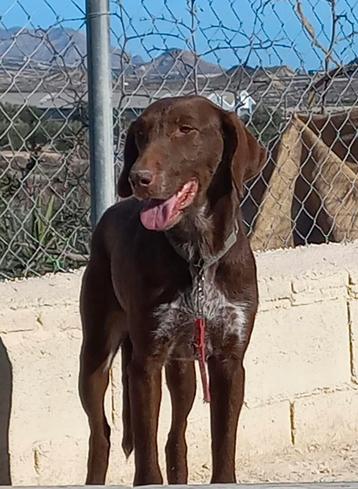 AMANDA, 3 jr/medium goed met honden, nog wat angstig, in ES beschikbaar voor biedingen