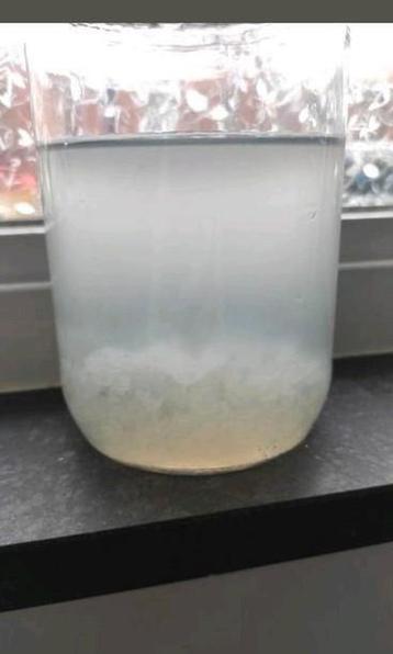 Waterkefir beschikbaar voor biedingen