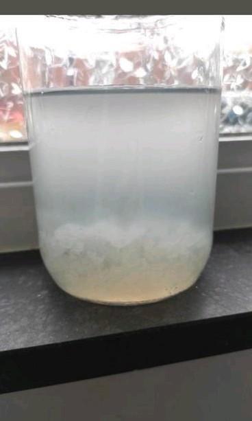 Waterkefir, Diversen, Levensmiddelen, Ophalen