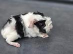 Borstel cavia beertje samen met gladhaar beer, Dieren en Toebehoren, Knaagdieren, Mannelijk, Cavia, Na 1 juli 2024