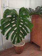 Monstera in aardewerken pot, Huis en Inrichting, Kamerplanten, Ophalen, Halfschaduw, 100 tot 150 cm