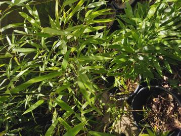 Phyllostachys aurea Bamboe. beschikbaar voor biedingen