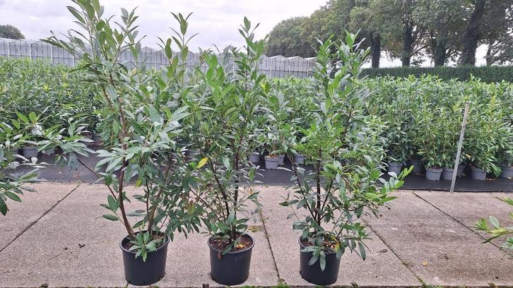 AANBIEDING Laurier / Prunus -  100-200 B-kwaliteit, Tuin en Terras, Planten | Struiken en Hagen, Laurier, 100 tot 250 cm, Ophalen
