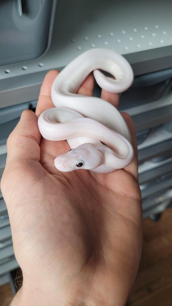 1.0 Special Pied (mogelijk enchi en yb)   ball python regius, Dieren en Toebehoren, Reptielen en Amfibieën, Slang