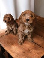 Prachtige mini doodle pups cockapoo, Dieren en Toebehoren, Poedel, CDV (hondenziekte), 8 tot 15 weken, Meerdere