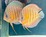 Discus Discusvissen Piwowarski Red Turquoise 15-17 cm, Dieren en Toebehoren, Vissen | Aquariumvissen, Vis, Zoetwatervis